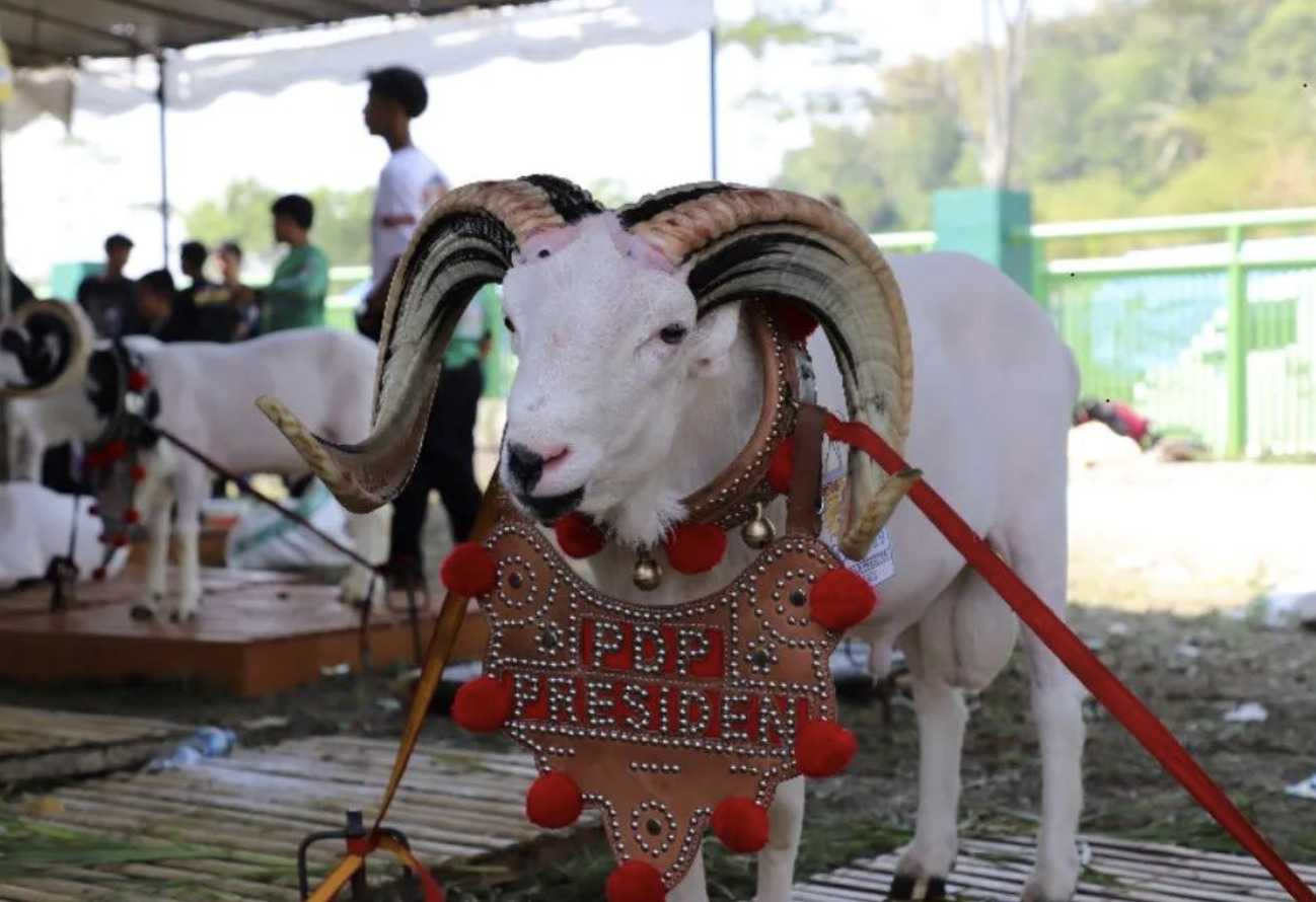 30 Ide Nama Domba Garut Bagus dan Keren Beserta Artinya